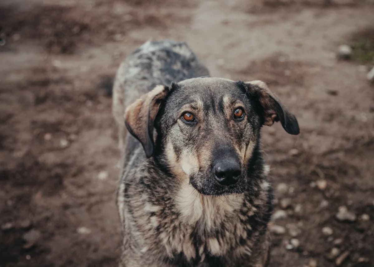 Una, female Mixed Breed for adoption at Arme Hundeseelen