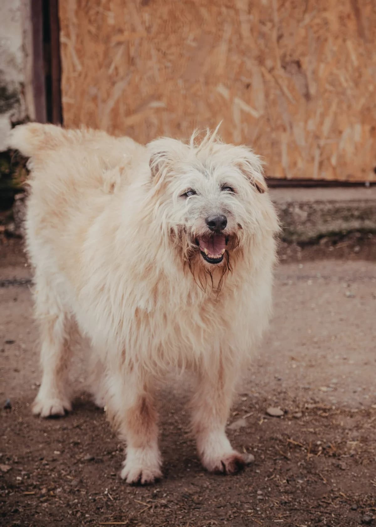 Werner, male senior Romanian Shepherd for adoption at Arme Hundeseelen, Năsăud