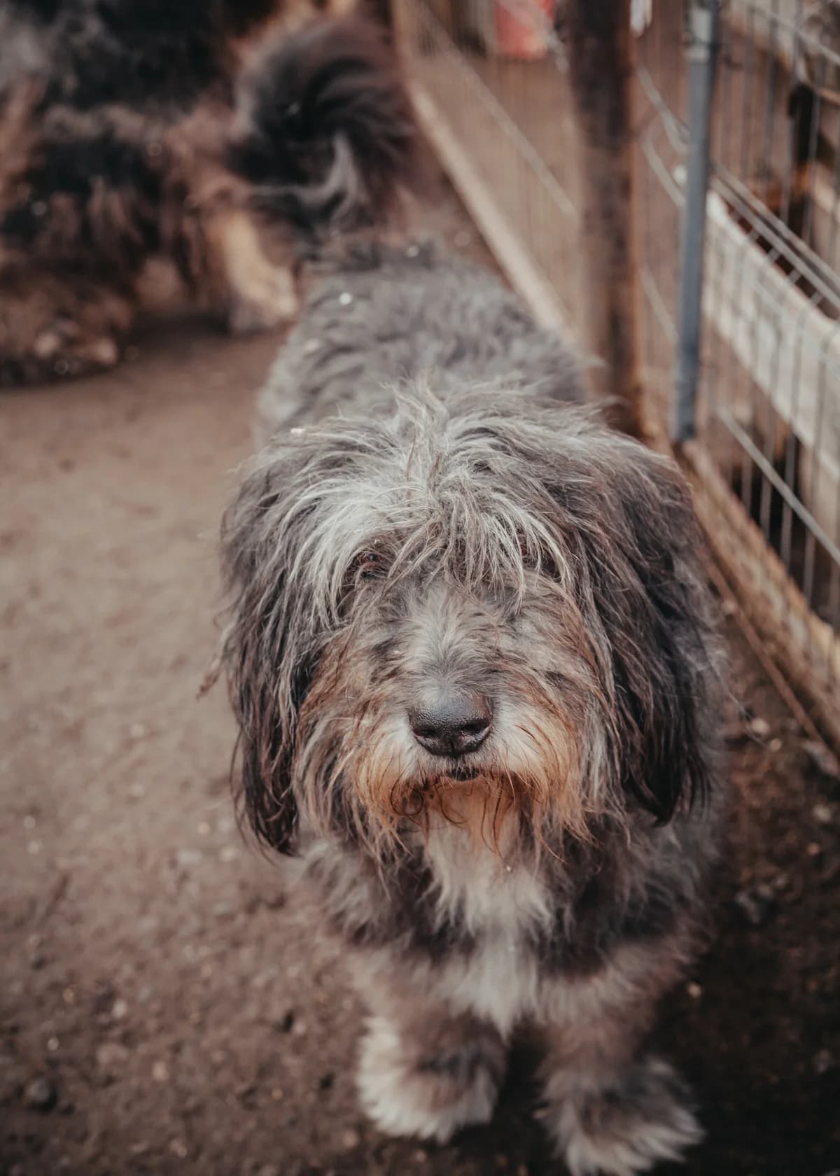 Wooki, female Romanian Shepherd for adoption at Arme Hundeseelen