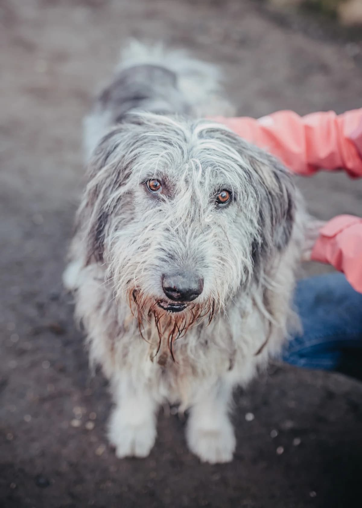 Zeus, male senior Romanian Shepherd for adoption at Arme Hundeseelen, Năsăud