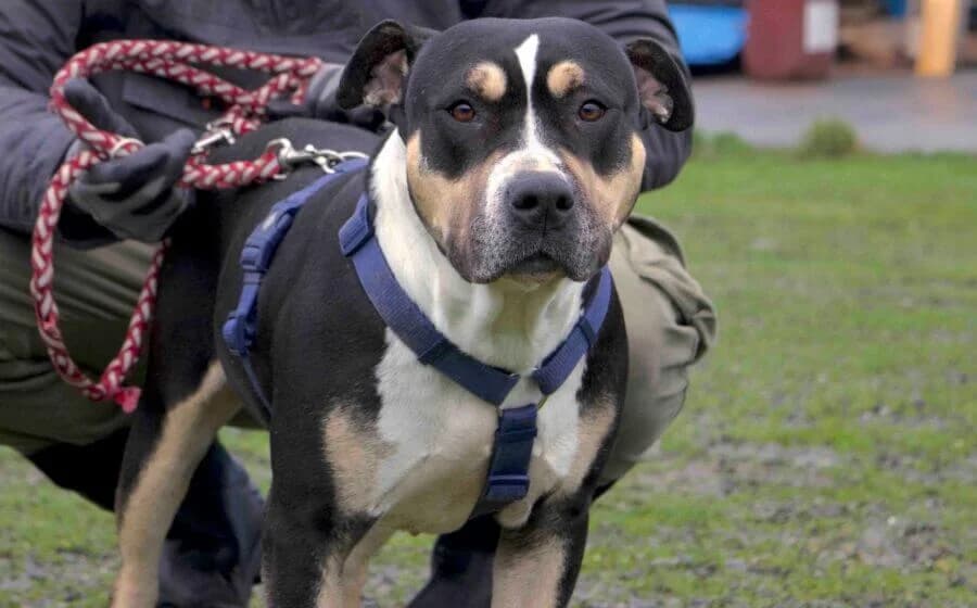 Zissy, weiß female young American Staffordshire Terrier for adoption at Arme Hundeseelen, Năsăud