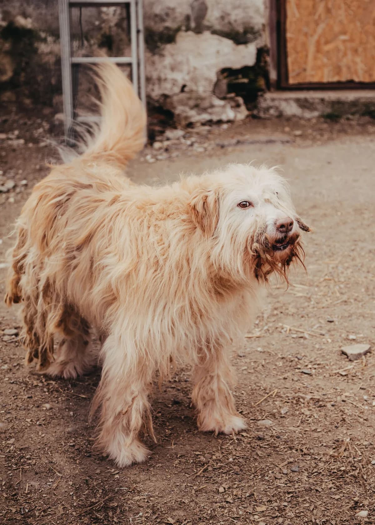 Zuma, female Romanian Shepherd for adoption at Arme Hundeseelen