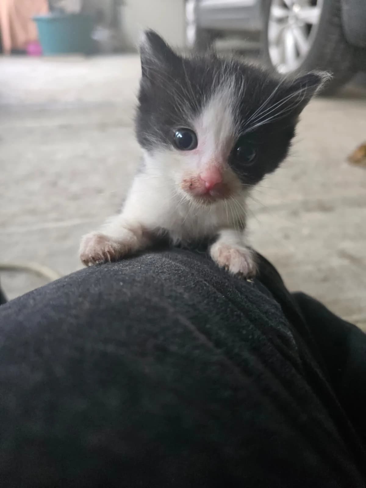 Oreo, male Mixed Breed for adoption at Asociația Argos