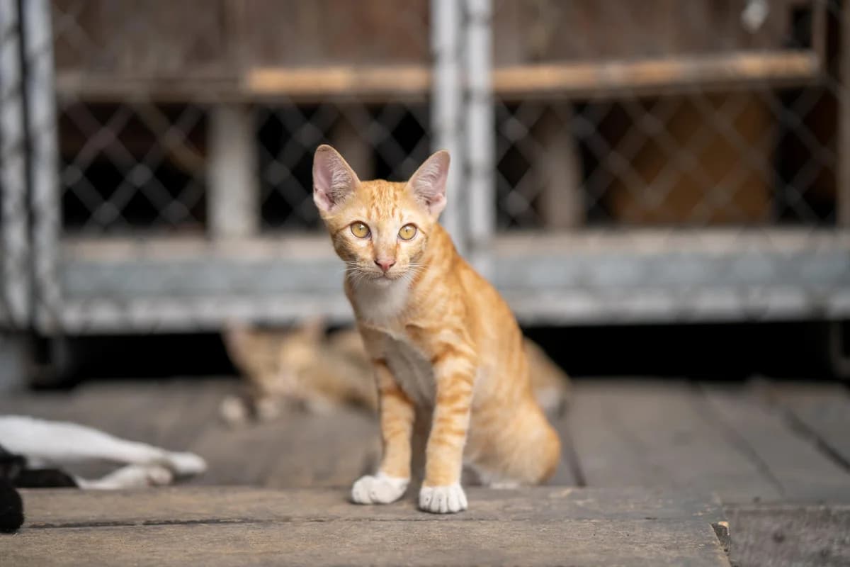 Beneficiile Adopției, Mixed Breed for adoption at Asociatia Ramses, Romania