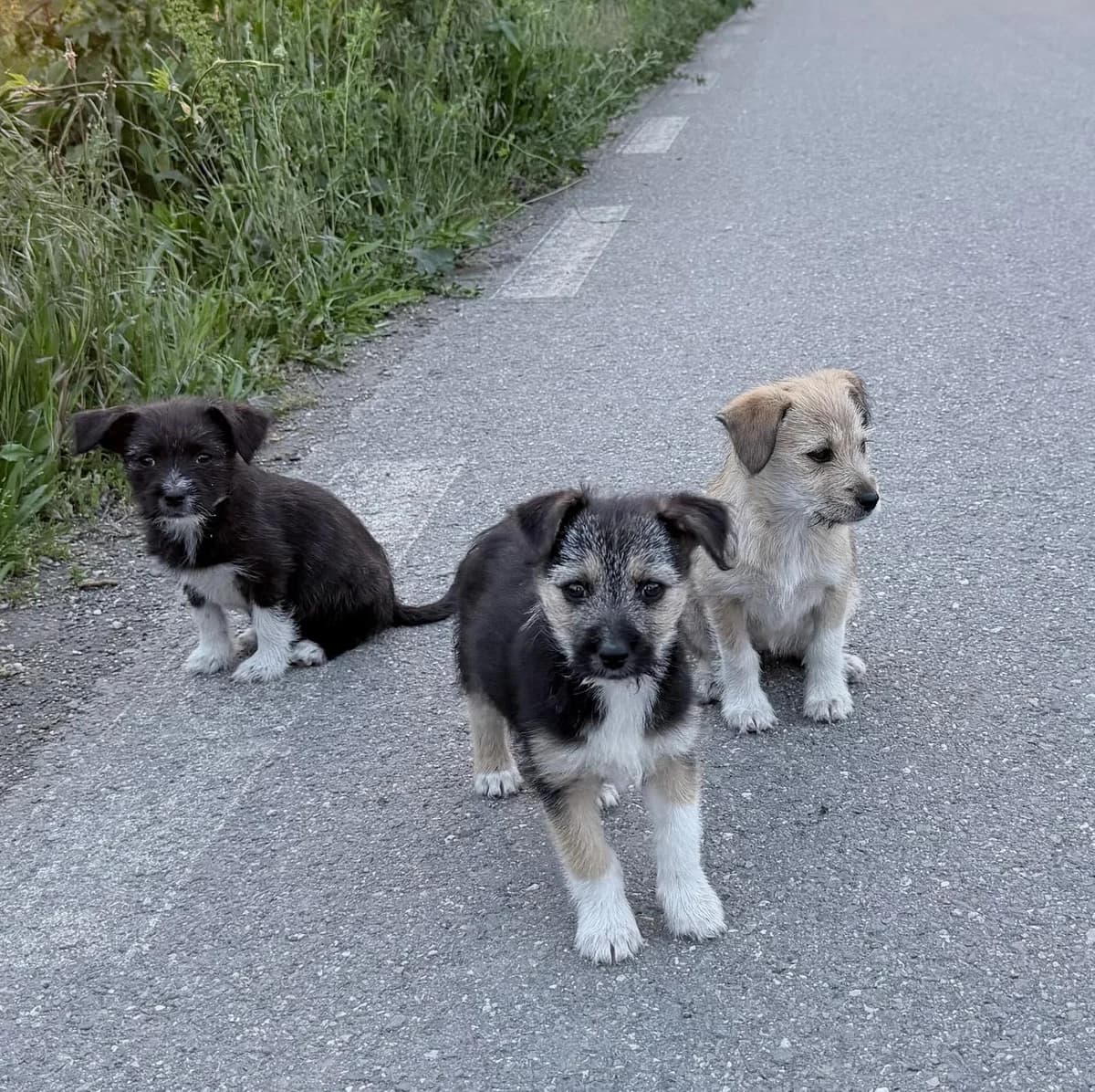 Cele Mai Întâlnite Scuze Pentru A Nu Steriliza Un Animal, female Mixed Breed for adoption at Asociatia Ramses, Romania