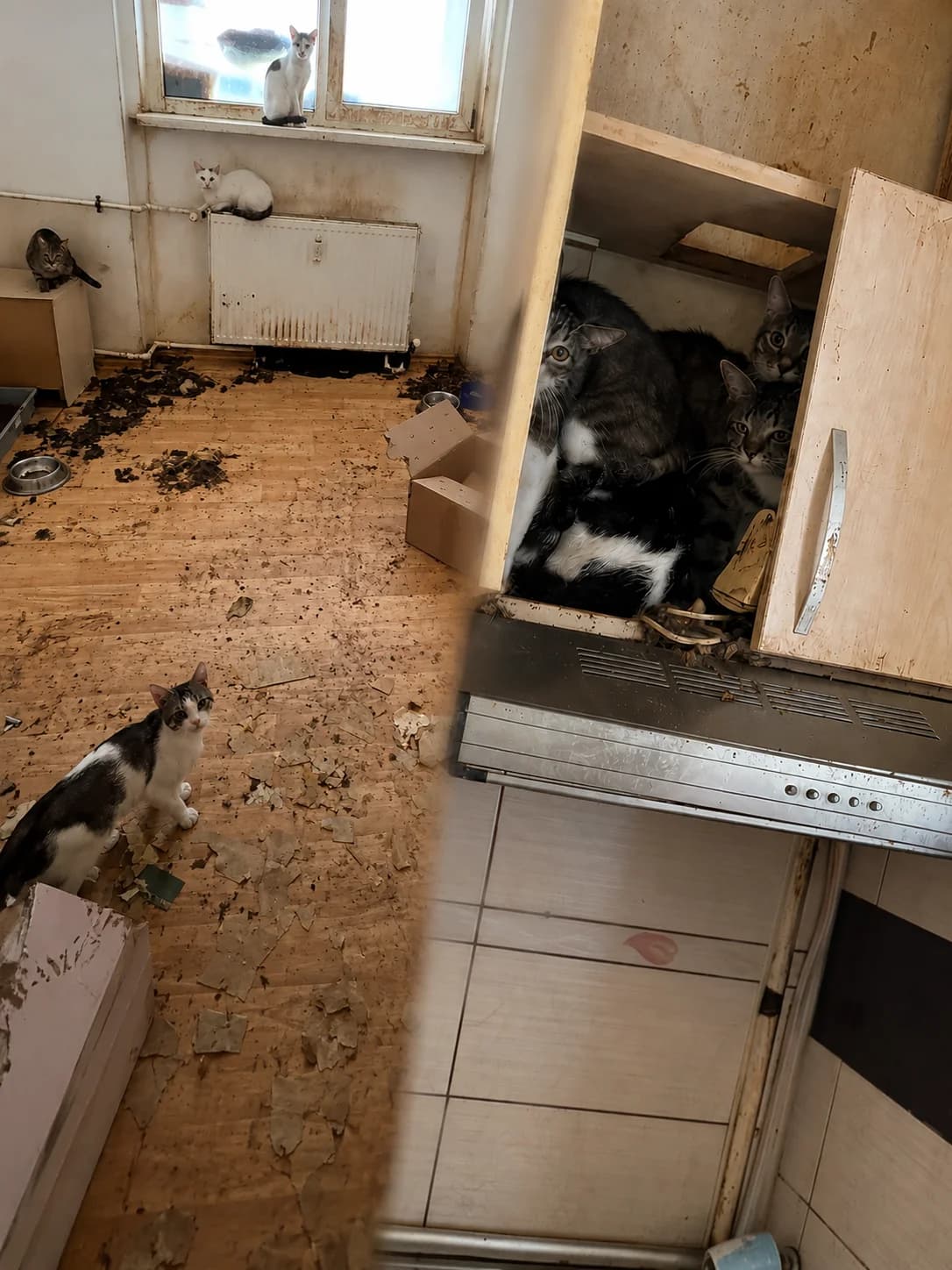 Sindromul Noe (animal Hoarding), female Mixed Breed for adoption at Asociatia Ramses, Romania