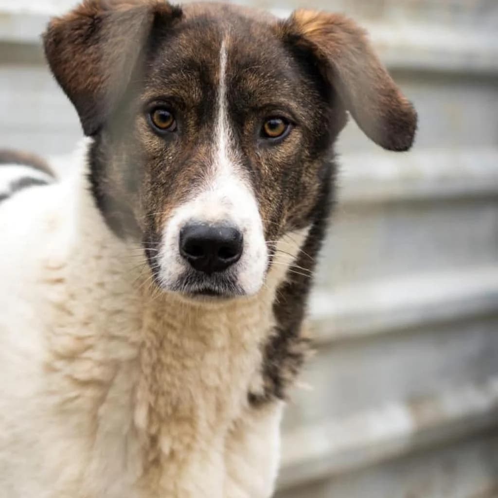 Felix, male puppy mixed breed for adoption at Care For Dogs Romania
