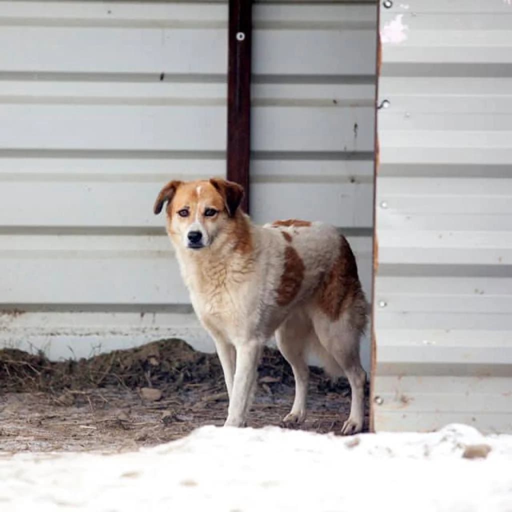 Hanuta, White/Brown female puppy mixed breed for adoption at Care For Dogs Romania