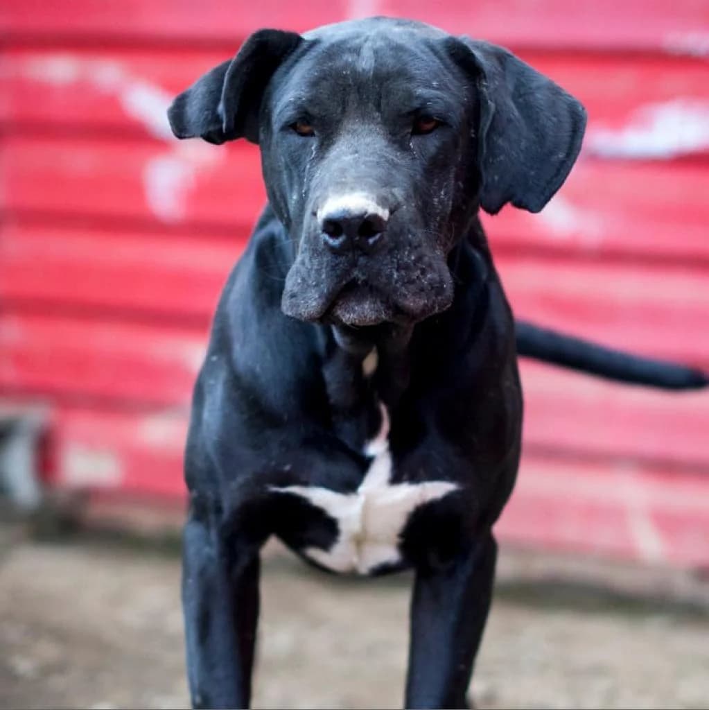 Bones, Black male puppy mixed breed for adoption at Care For Dogs Romania