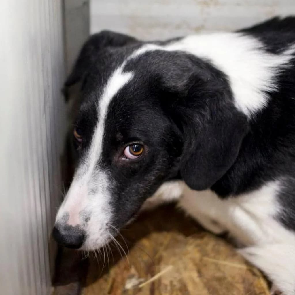 Vaiana, Black/White female puppy mixed breed for adoption at Care For Dogs Romania