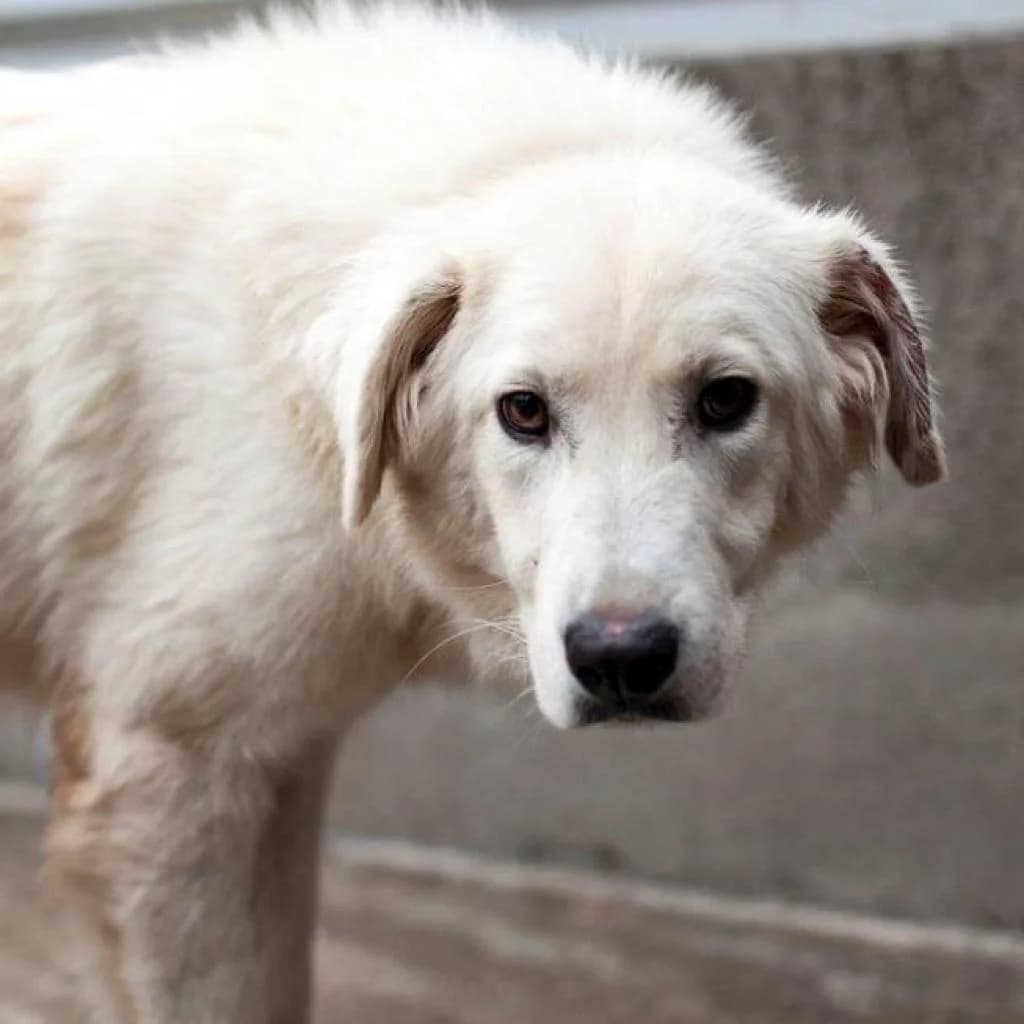 Lotte, White female puppy mixed breed for adoption at Care For Dogs Romania