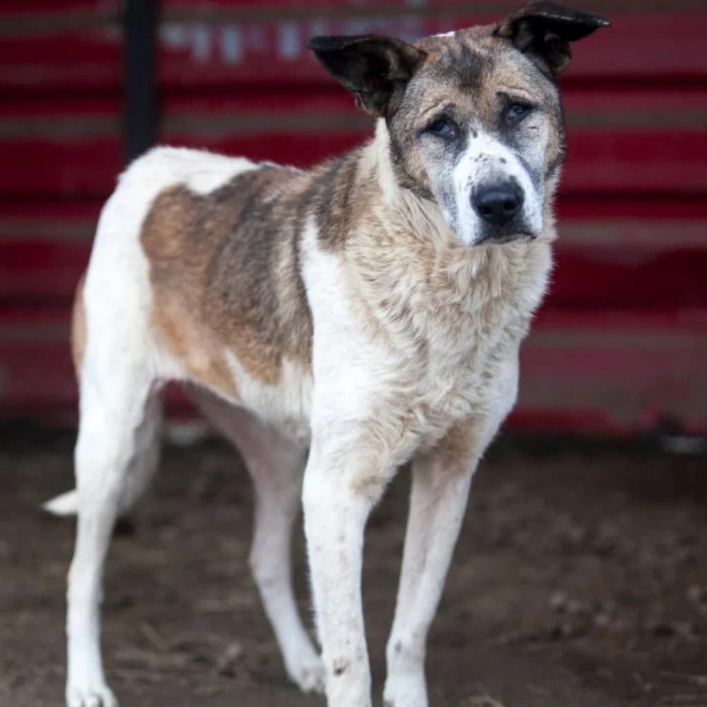 Mady, White/Brown female puppy mixed breed for adoption at Care For Dogs Romania