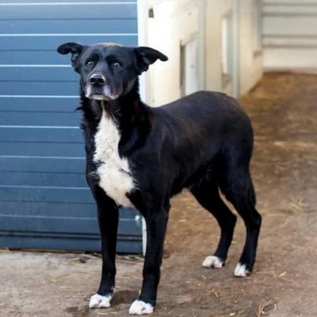 Frodo, male puppy mixed breed for adoption at Care For Dogs Romania