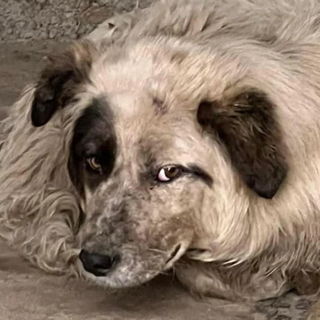 Pryia, White/Black female puppy mixed breed for adoption at Care For Dogs Romania