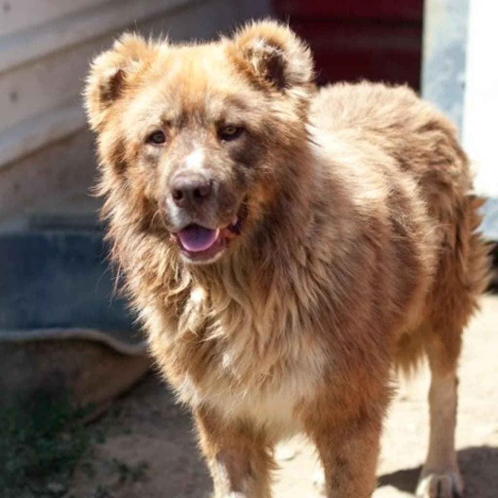 Gino, Red/Mahogany male puppy mixed breed for adoption at Care For Dogs Romania
