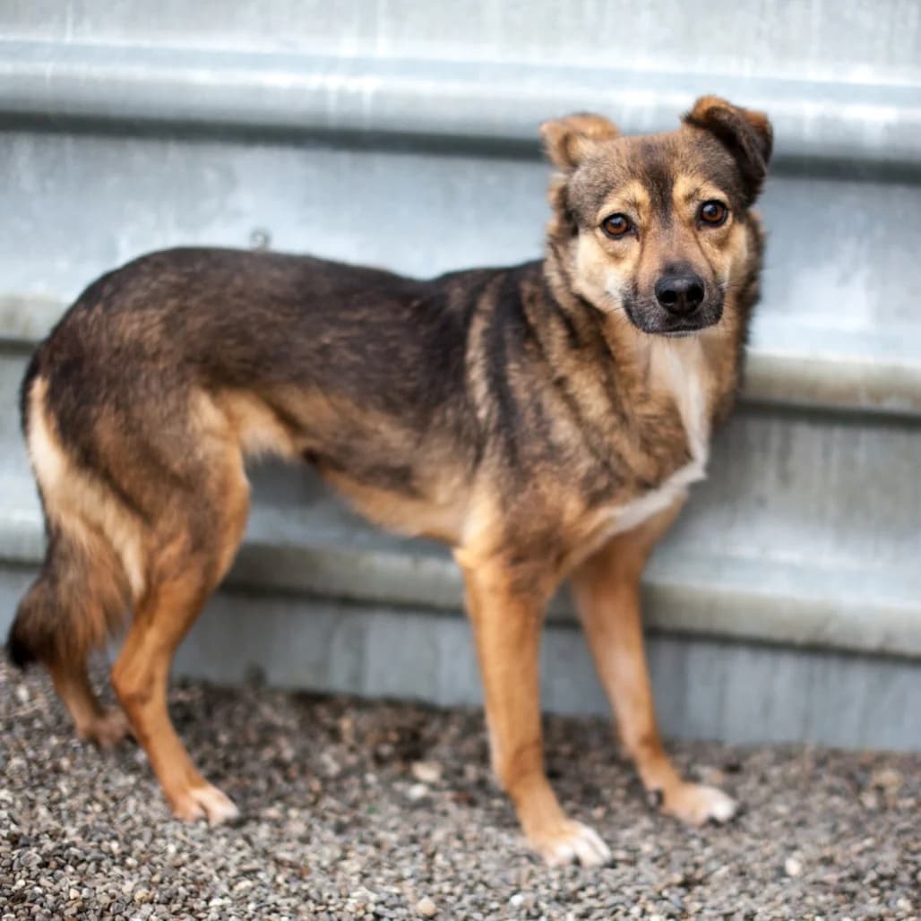 Sienna, Brown/Black female puppy mixed breed for adoption at Care For Dogs Romania