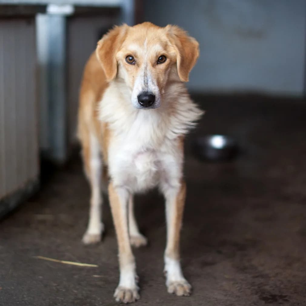 Napoli, Brown/Beige female puppy mixed breed for adoption at Care For Dogs Romania