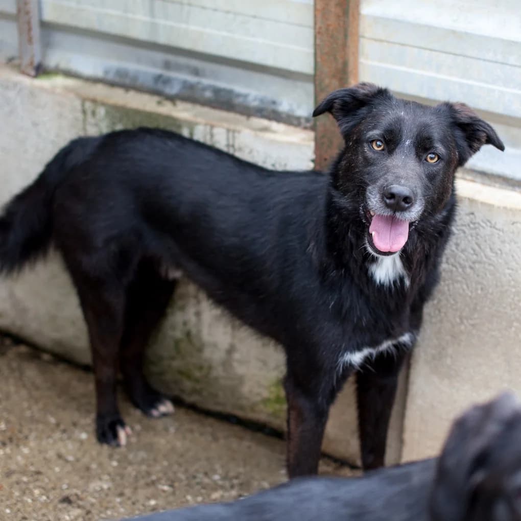 Chicago, Black male puppy mixed breed for adoption at Care For Dogs Romania