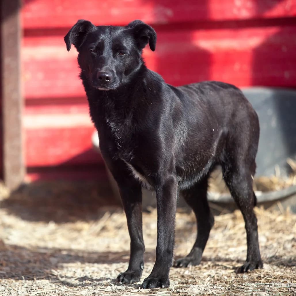 DAHLIA, Black female puppy mixed breed for adoption at Care For Dogs Romania