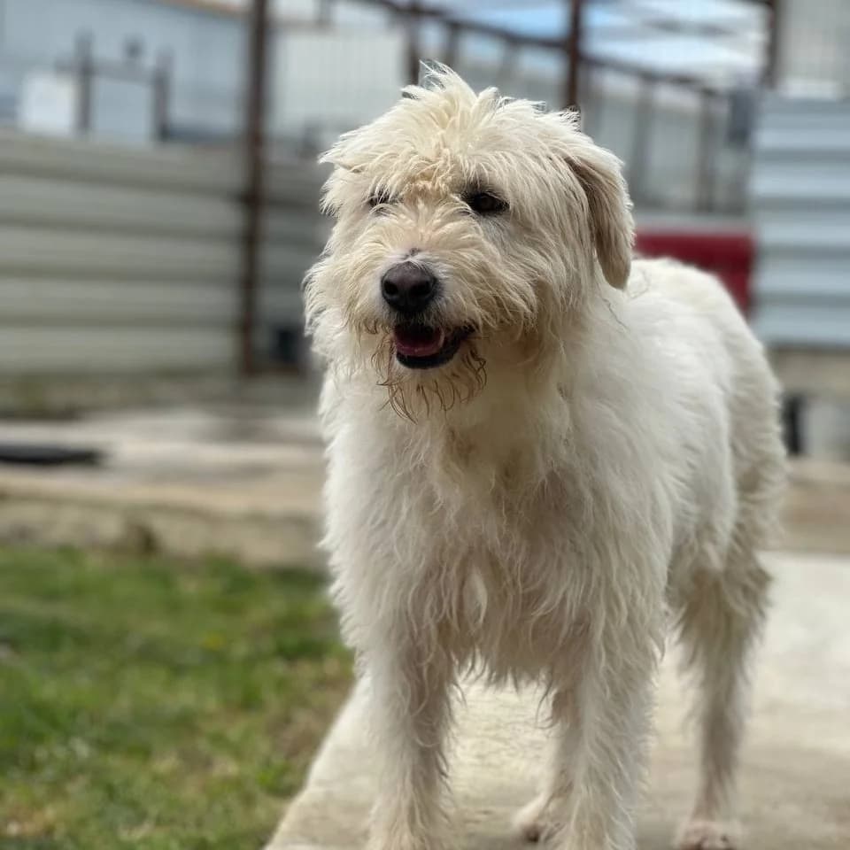 Kalea, White female puppy mixed breed for adoption at Care For Dogs Romania