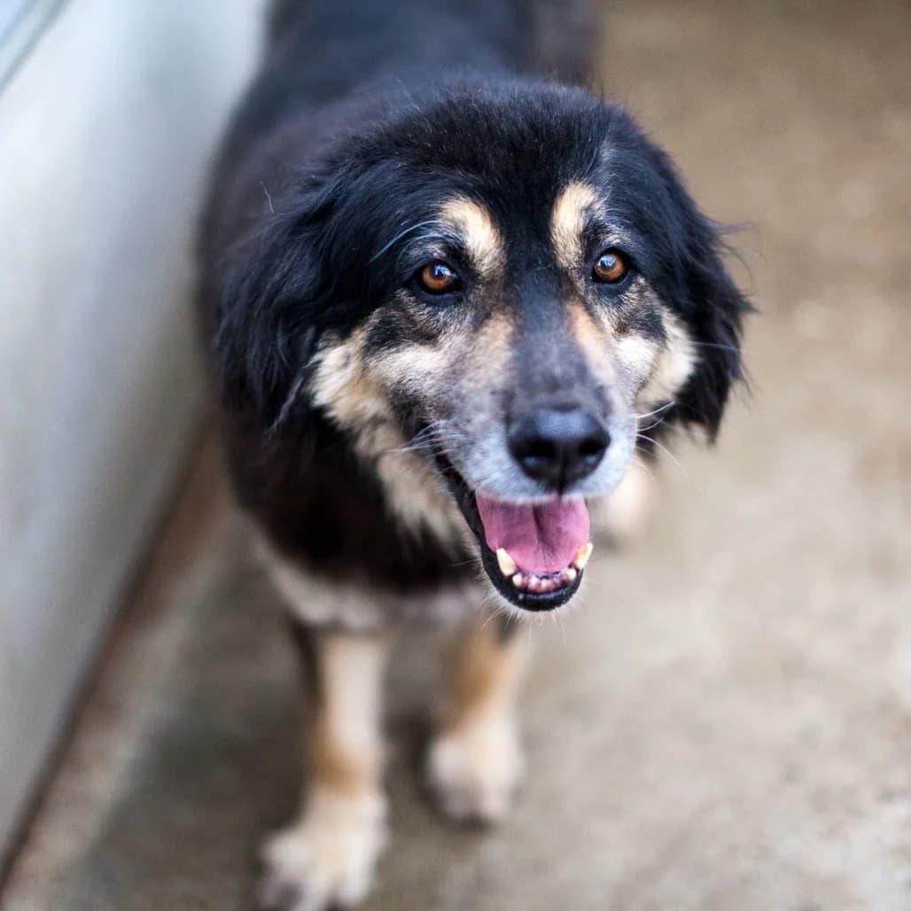Hope-adopted HRE, Black/Brown female puppy mixed breed for adoption at Care For Dogs Romania