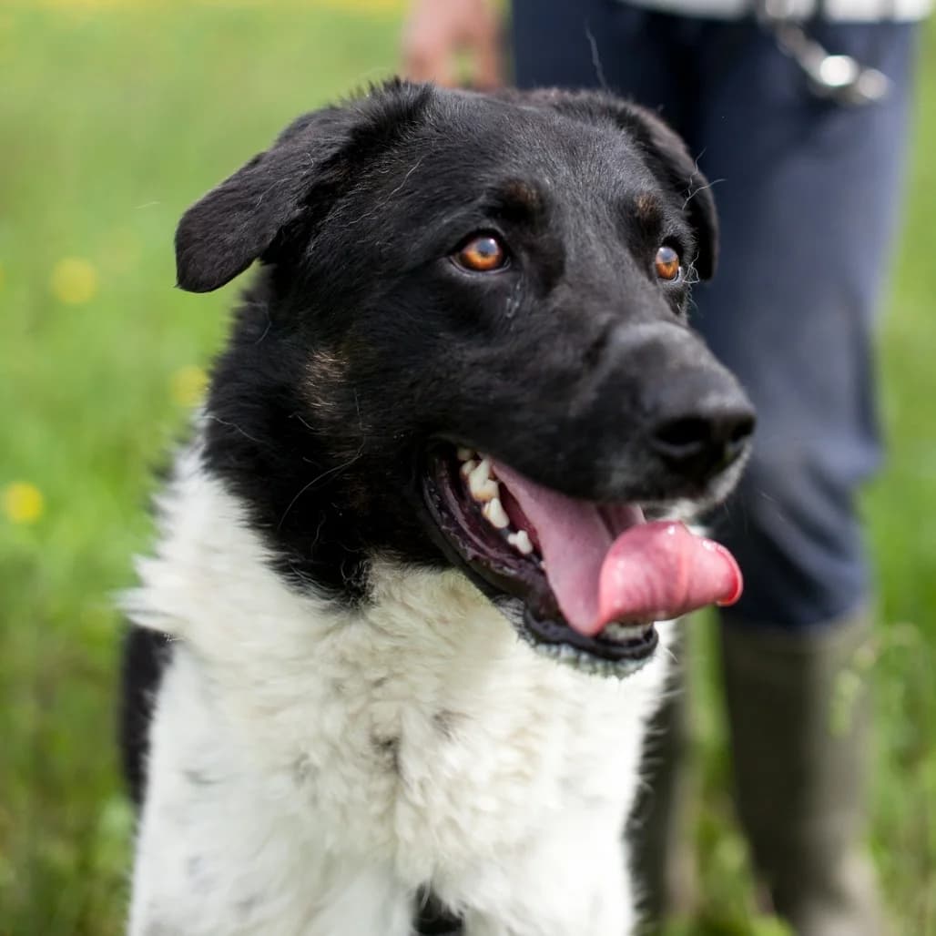 Bonito, Black/White male puppy mixed breed for adoption at Care For Dogs Romania