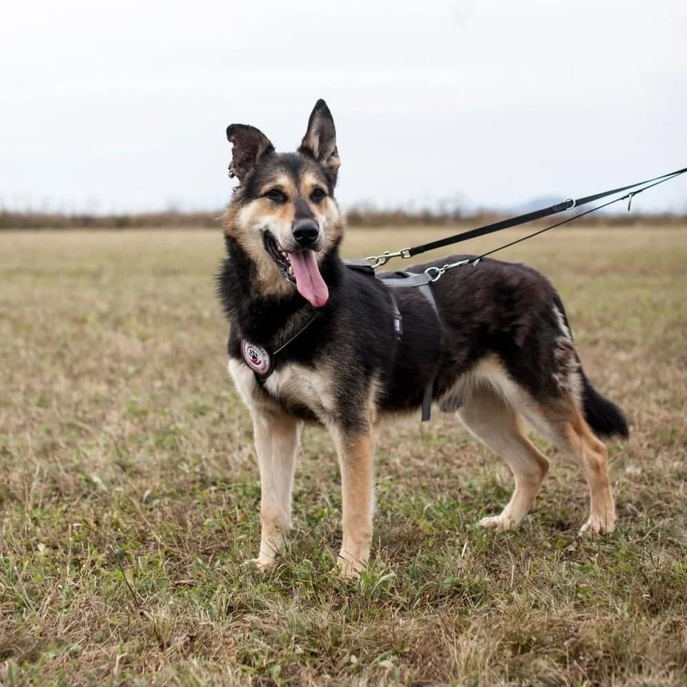 Nico, Brown/Black male puppy mixed breed for adoption at Care For Dogs Romania