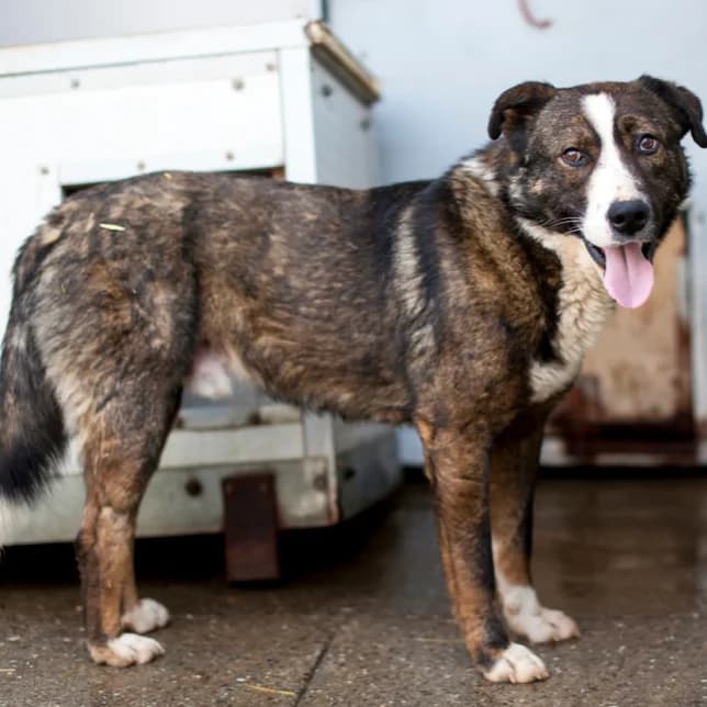 Artos, Brown/Grey male puppy mixed breed for adoption at Care For Dogs Romania