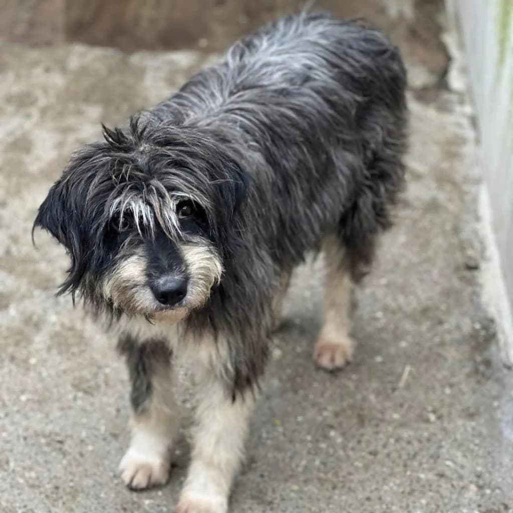 Danu, Black/White female puppy mixed breed for adoption at Care For Dogs Romania