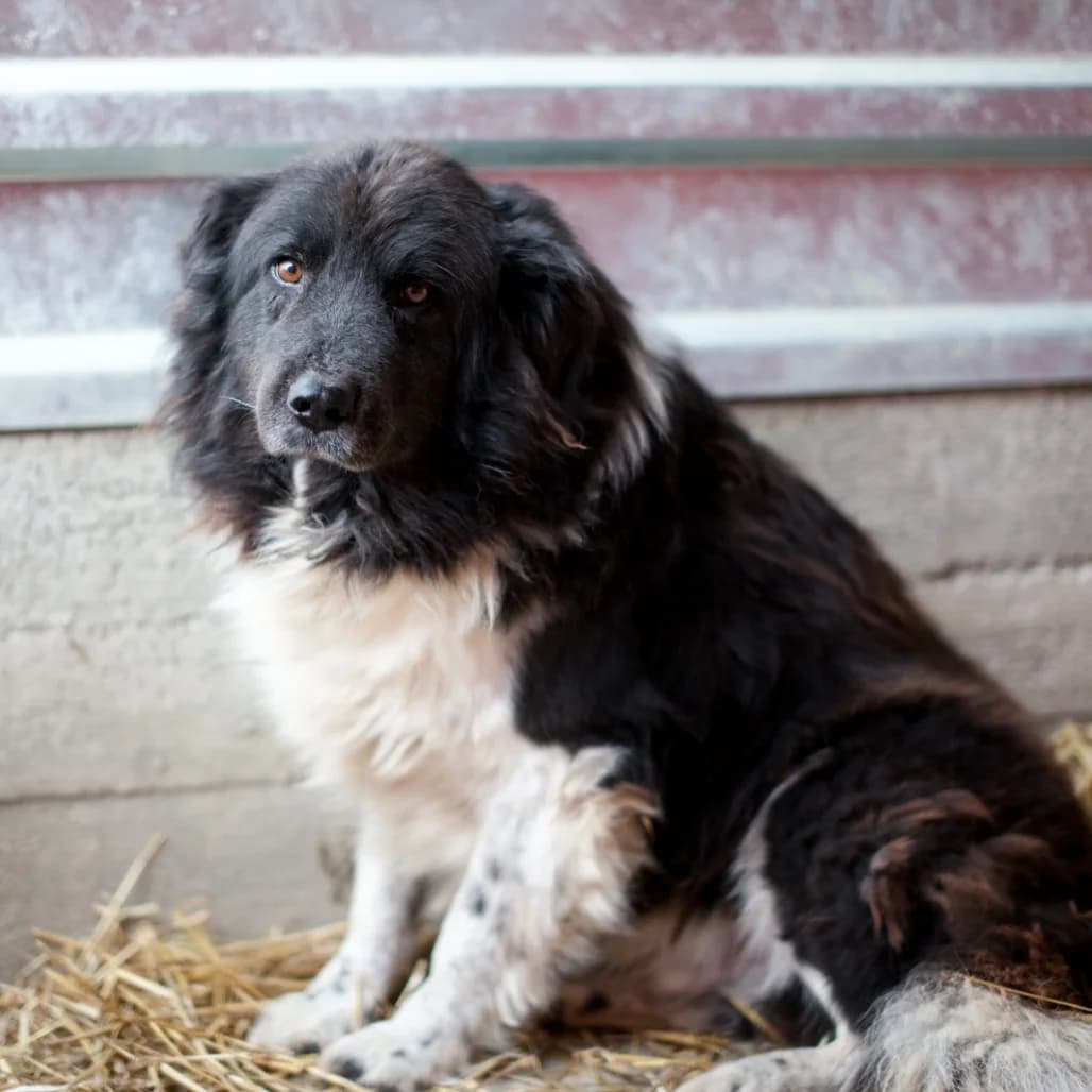 Hector, Black/White male puppy mixed breed for adoption at Care For Dogs Romania