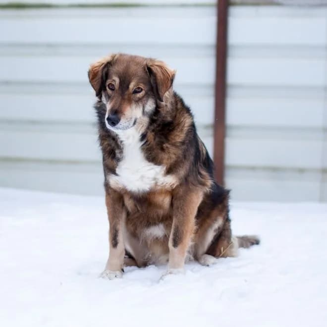 Newton, Black/Brown male puppy mixed breed for adoption at Care For Dogs Romania