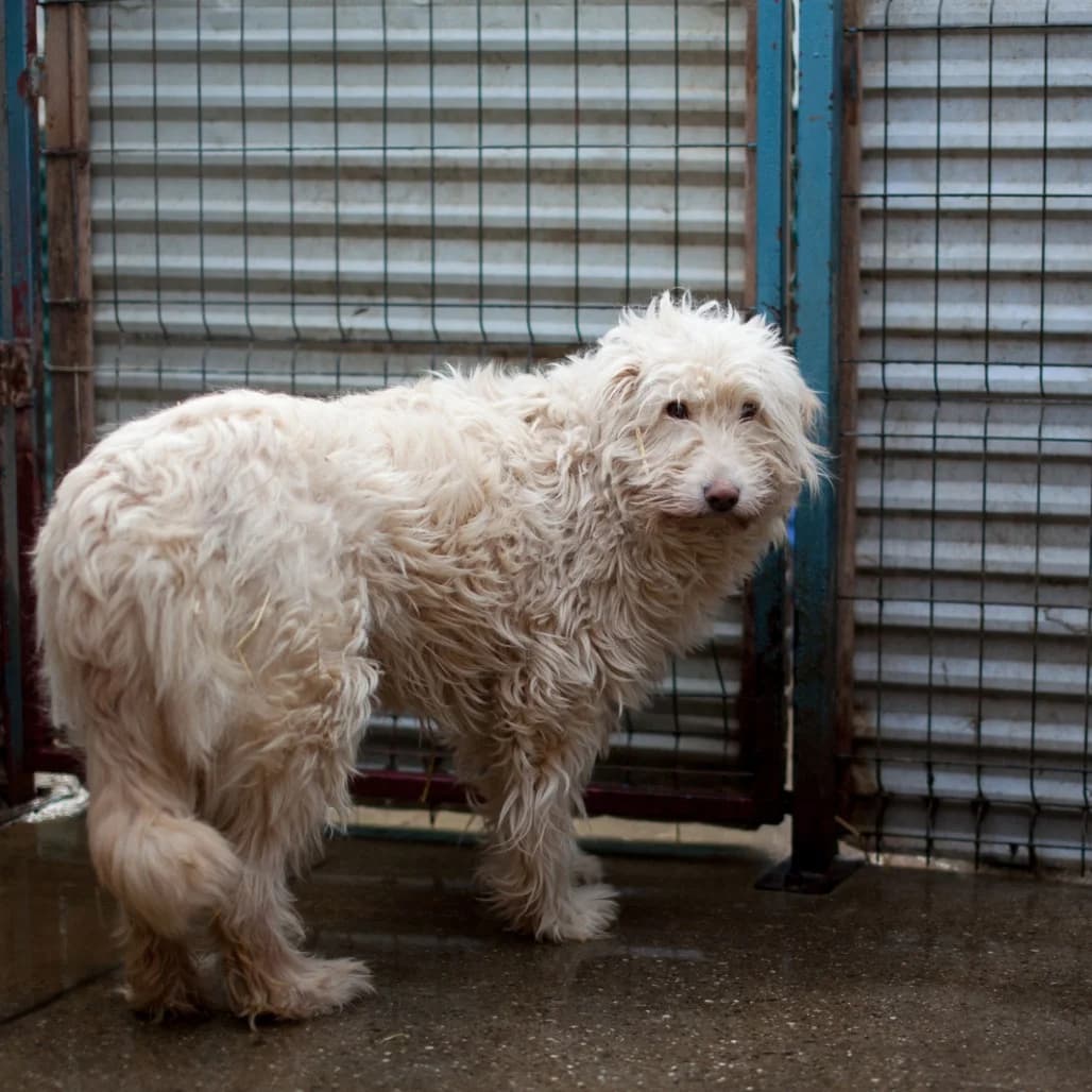 Java, Beige female puppy mixed breed for adoption at Care For Dogs Romania