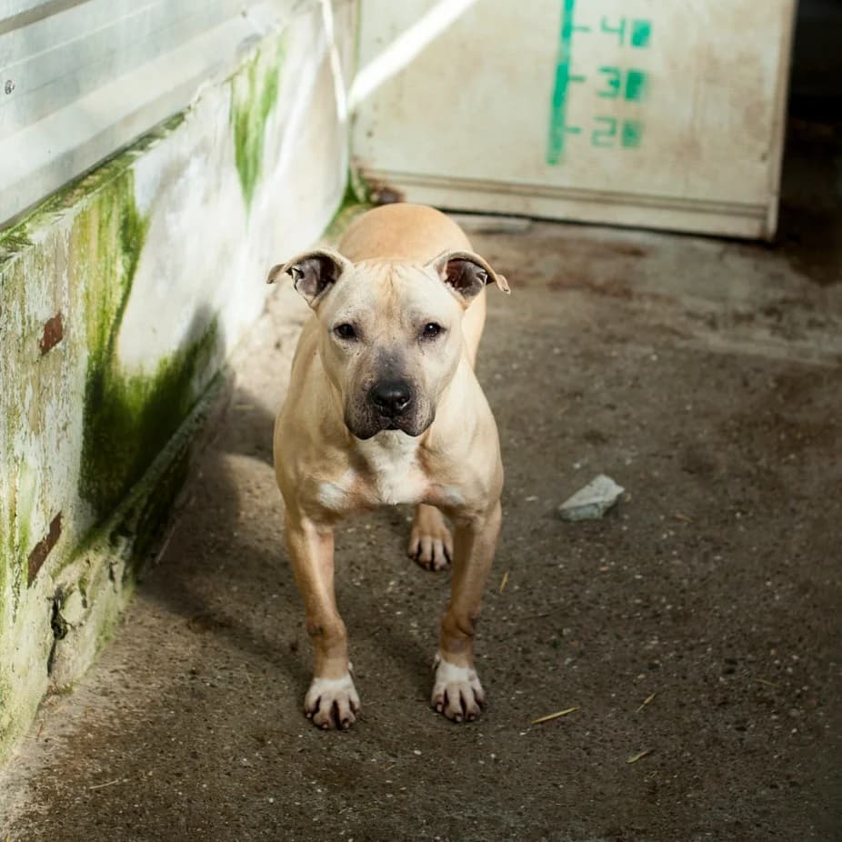 August, Beige male puppy mixed breed for adoption at Care For Dogs Romania