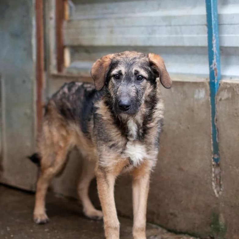Scone, Brown/Black male puppy mixed breed for adoption at Care For Dogs Romania