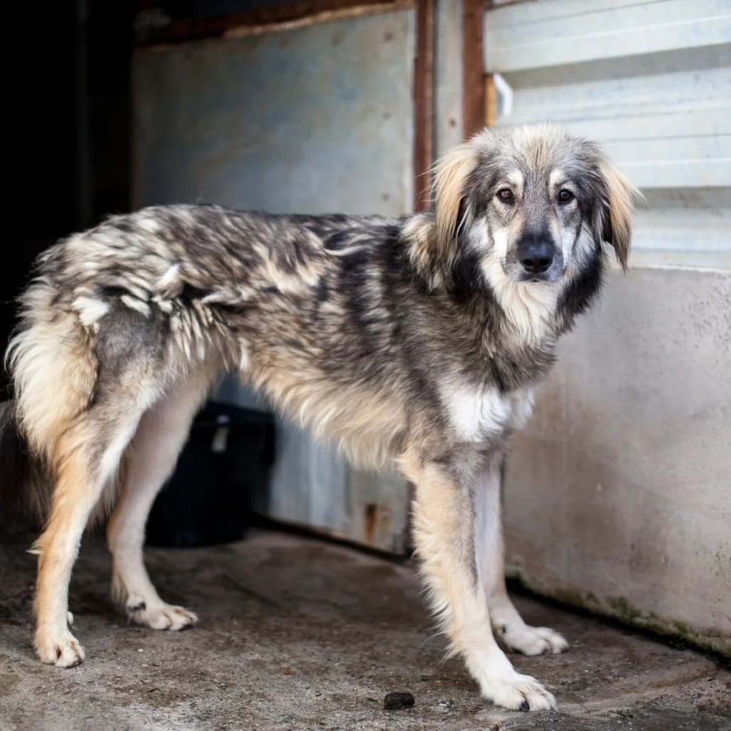 Gunther, Grey/Beige male puppy mixed breed for adoption at Care For Dogs Romania