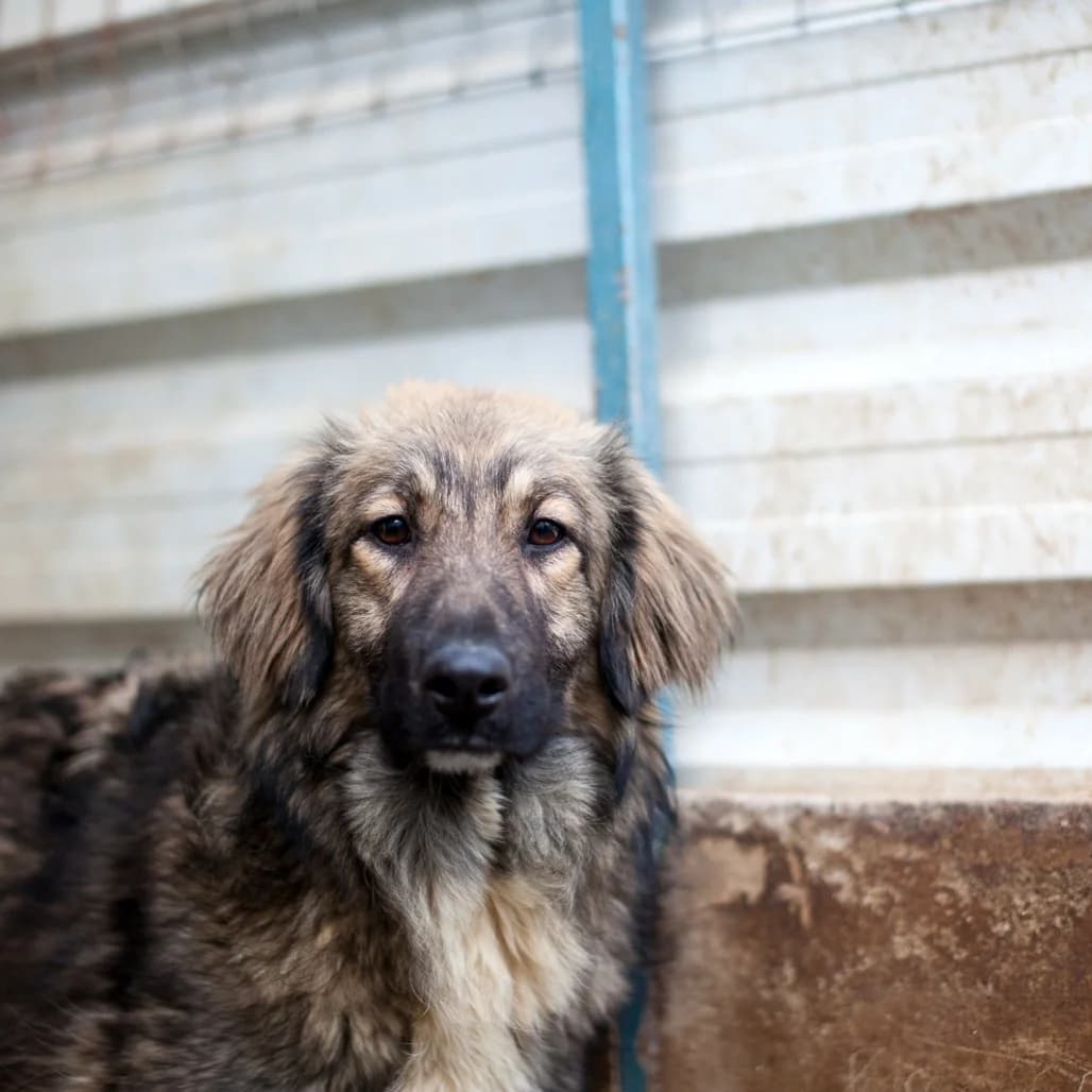 Gisela, Black/Brown female puppy mixed breed for adoption at Care For Dogs Romania