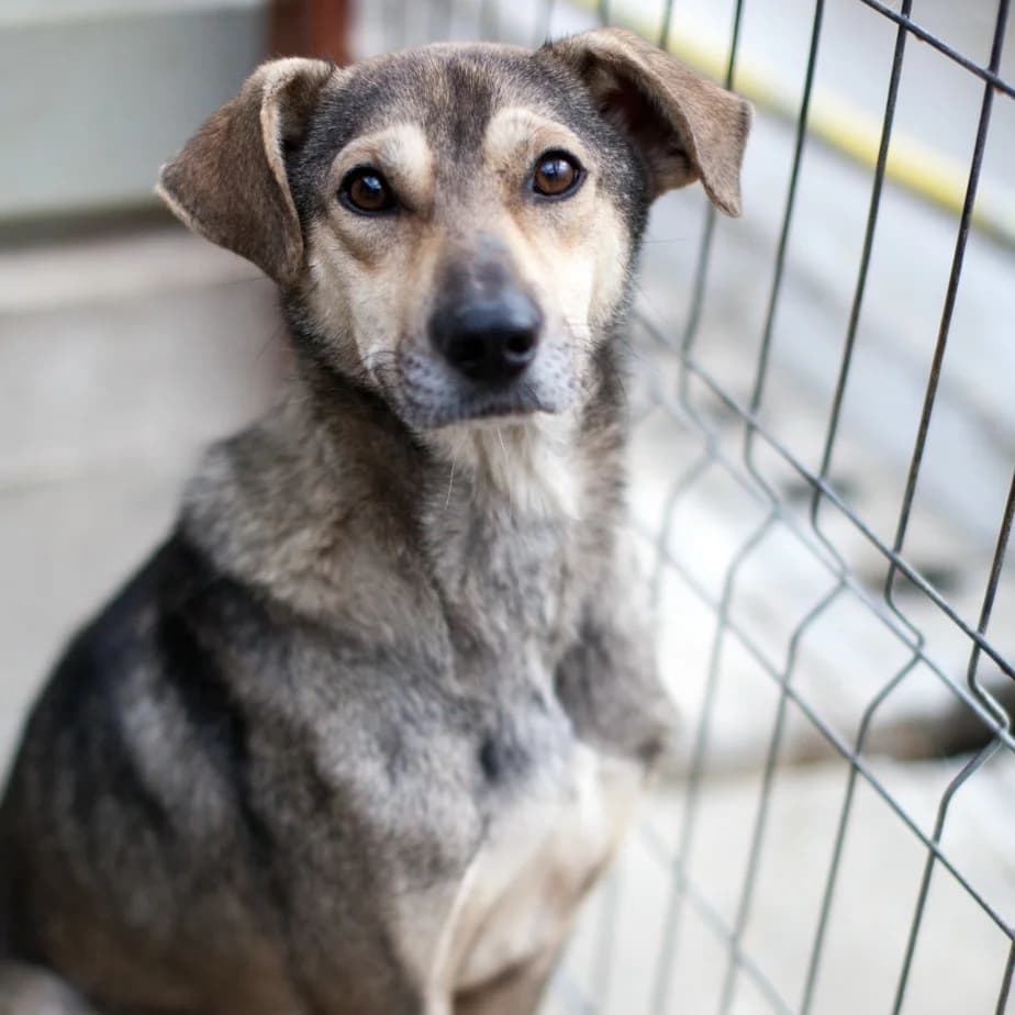 Bally, Grey/Beige male puppy mixed breed for adoption at Care For Dogs Romania