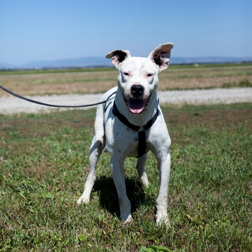 Fritzi, White female puppy mixed breed for adoption at Care For Dogs Romania