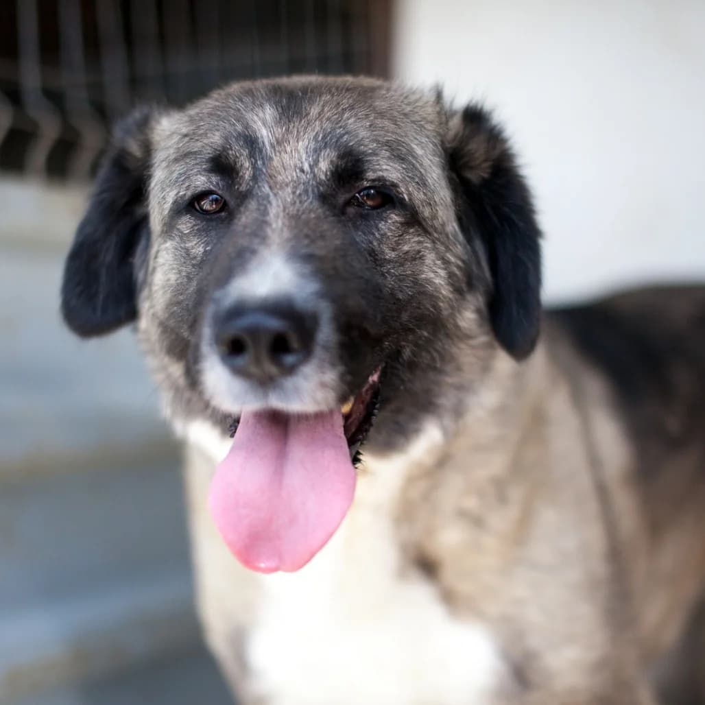 Eni, Black/Brown female puppy mixed breed for adoption at Care For Dogs Romania