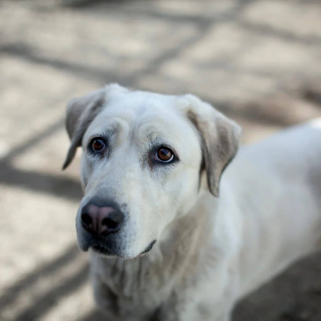 Niomi, White female puppy mixed breed for adoption at Care For Dogs Romania