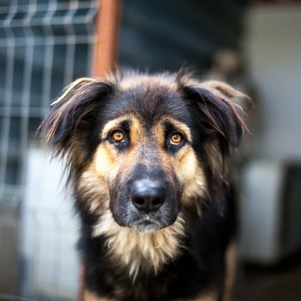 Koda, Black/Brown male puppy mixed breed for adoption at Care For Dogs Romania