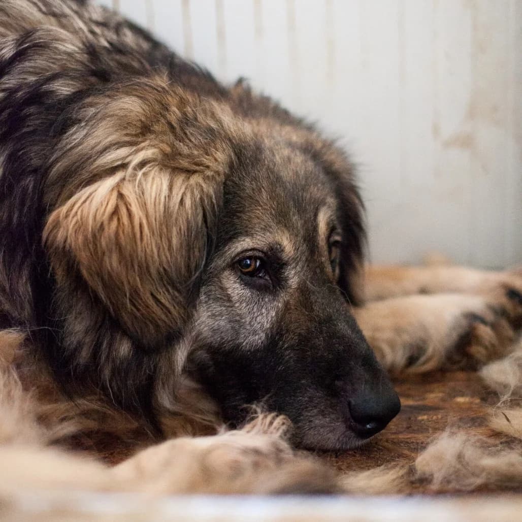 Shelly, Brown/Black female puppy mixed breed for adoption at Care For Dogs Romania