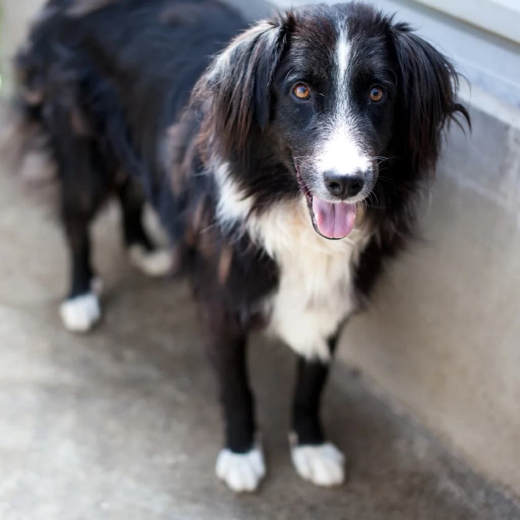 Miasch, Black/White male puppy mixed breed for adoption at Care For Dogs Romania