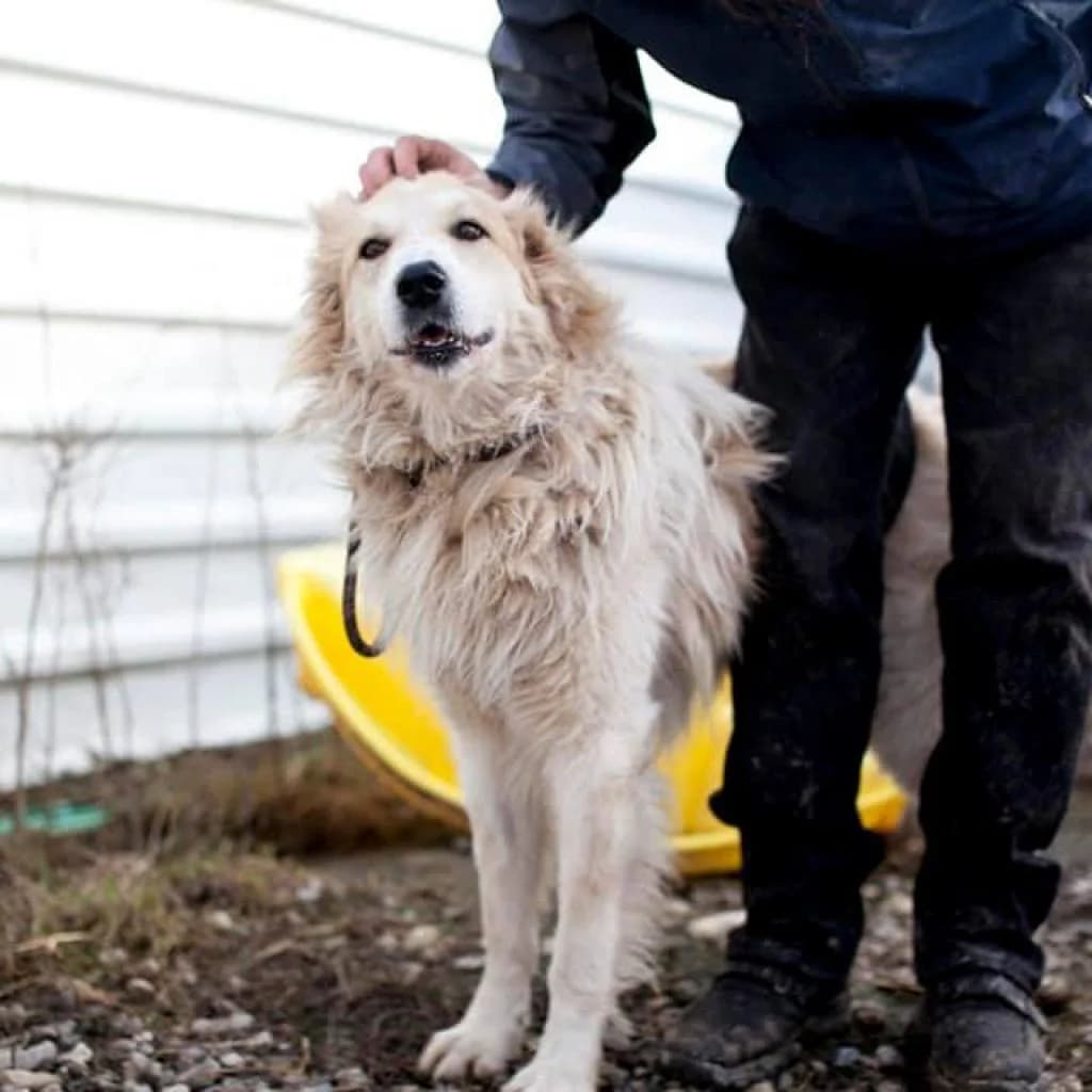 Meo, White/Cream male puppy mixed breed for adoption at Care For Dogs Romania