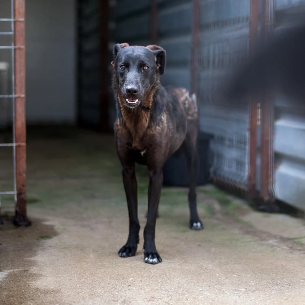 Elena, Black female puppy mixed breed for adoption at Care For Dogs Romania