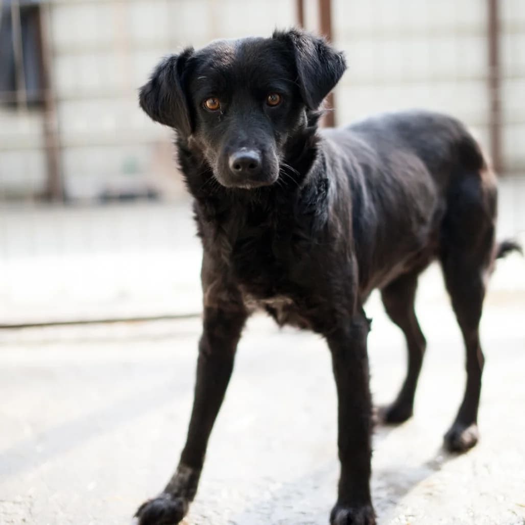 Novalie, Black female puppy mixed breed for adoption at Care For Dogs Romania