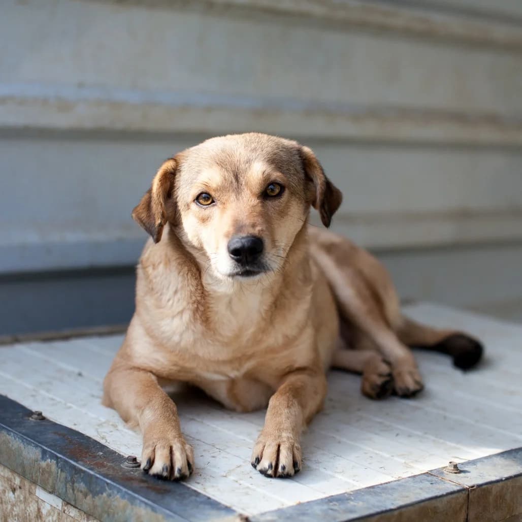 Flicka, Brown female puppy mixed breed for adoption at Care For Dogs Romania