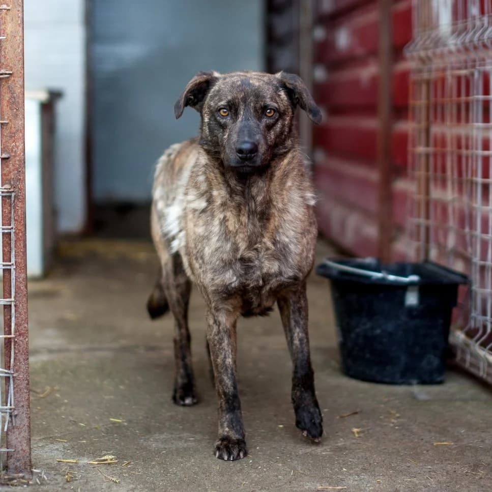 Gaia, Brown female puppy mixed breed for adoption at Care For Dogs Romania