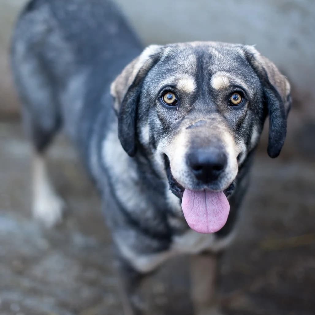 Django, Black male puppy mixed breed for adoption at Care For Dogs Romania