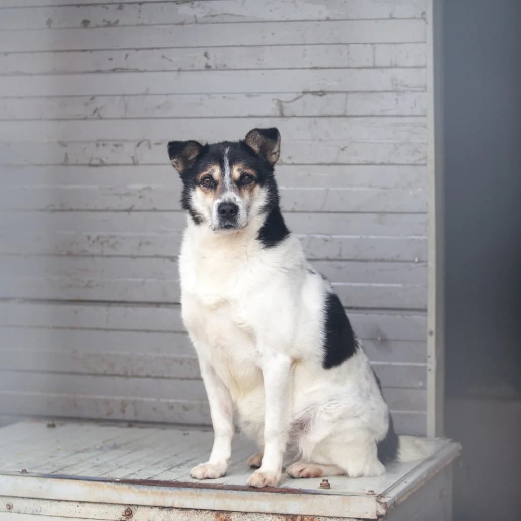 Petrie, Black/White male puppy mixed breed for adoption at Care For Dogs Romania